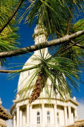 A white pine spray and cone with the Michigan capitol in the background