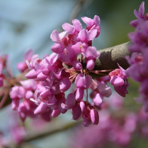 Closeup image of pink redbud tree blossoms
