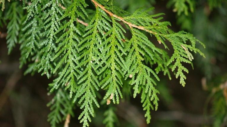 Closeup of feathery green white cedar foliage