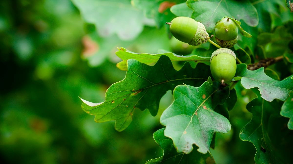 Closeup image of green oak leaves and acorns