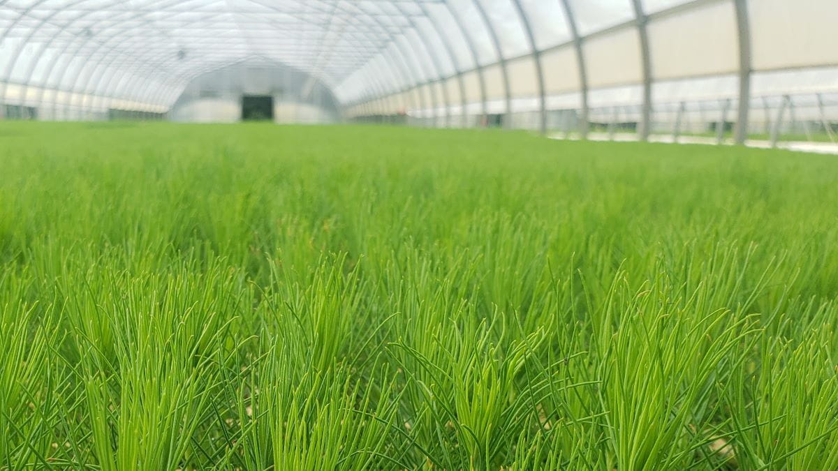 Young conifer trees grow in a greenhouse