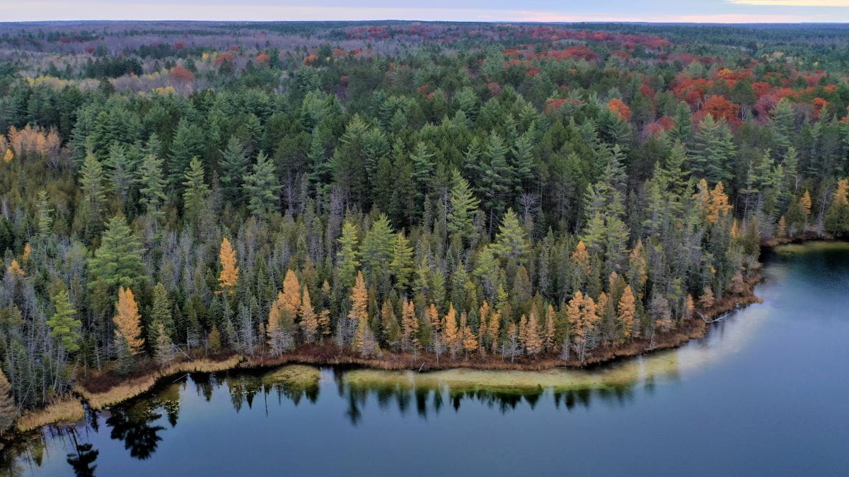 Aerial image of forestland near Hartwick Pines, with conifer trees along the water
