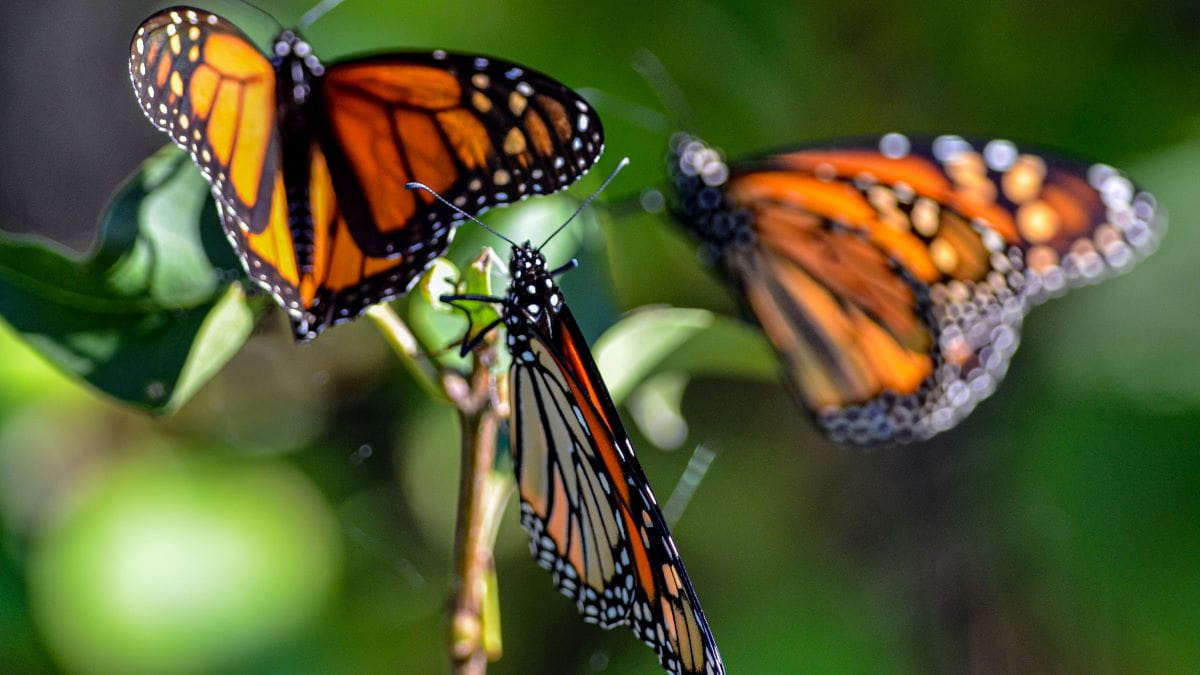 Closeup image of three black-and-orange monarch butterflies