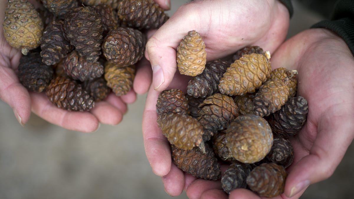 Closeup image of two pairs of hands holding pine cones 