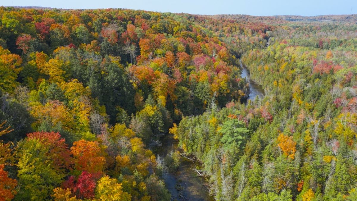 An aerial view of a forest and river in early autumn