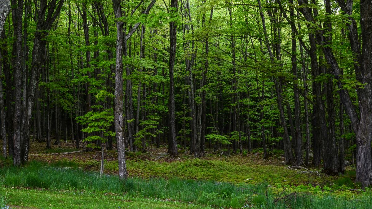 Image of deep green forest in springtime