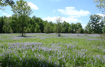 field of flowers