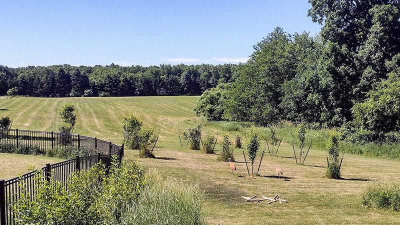 A private landowner's land with a large field, trees and sandhill cranes