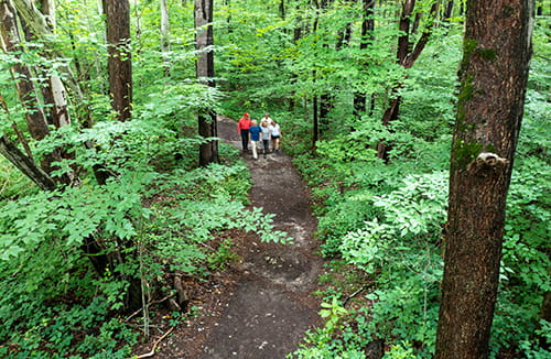 wooded trail with people walking on it