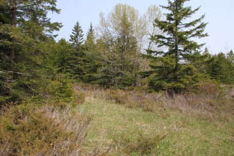 an undeveloped field and trees with blue skies