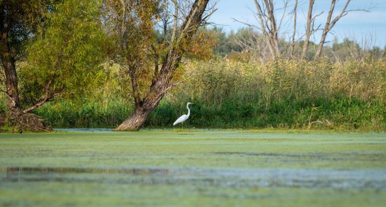 a crane stands in a green marshy area with trees in background and blue skies