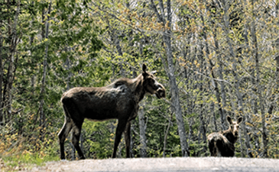 two moose walk along a road