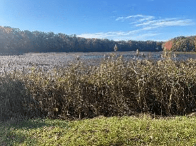 A view of the wetland area included in the Buchholz purchase
