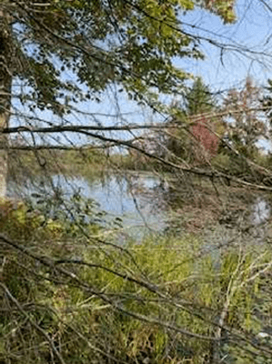 A view of the forested area and pond included in the Van Alst purchase