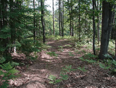 A wooded area included in the Vekaryasz Exchange