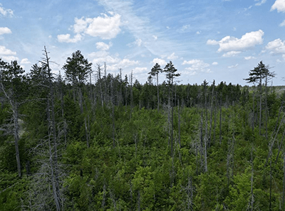 A view of a wooded area included in the Clark exchange