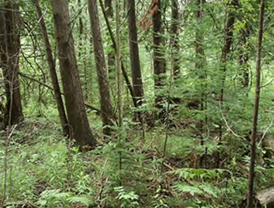 A view of the forested area included in the Garner purchase