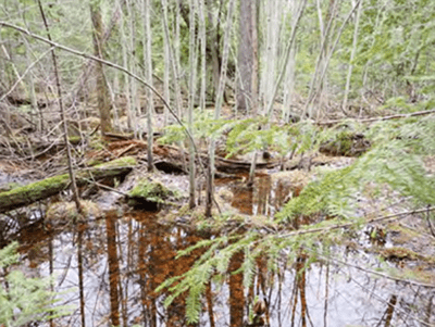 wetland forest area