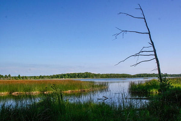 a wetland area with expansive views and blue sky