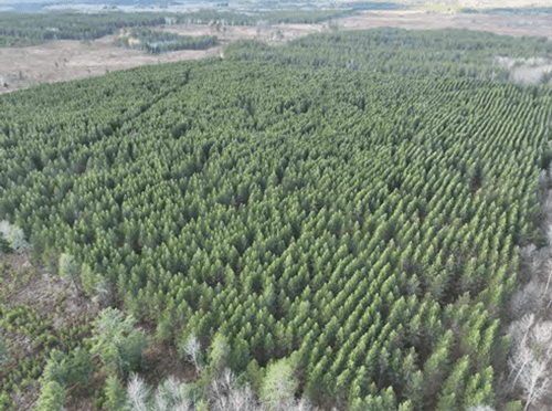 Aerial view of timber forest planting