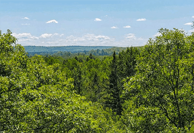 A long view of green forest with a blue sky and clouds