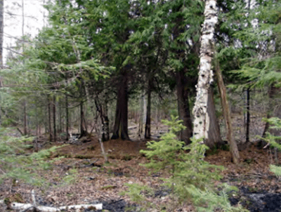 A forest with deciduous trees and needles on the ground