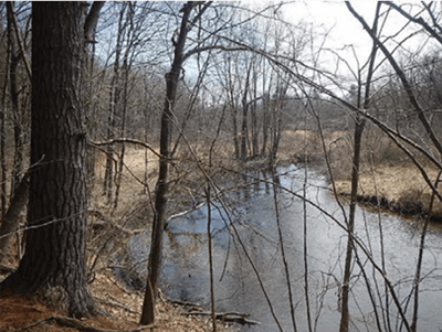 A view of a river sounded by trees