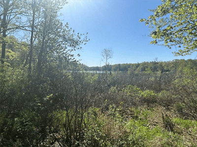A view of a forest with a variety of growth with a blue sky