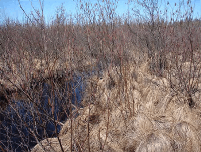 A stream winds through a wetland area