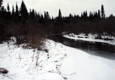Evergreens next to a stream in the winter