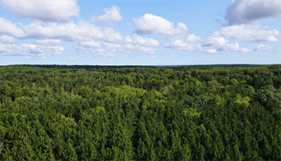 An aerial view of forest with a blue sky