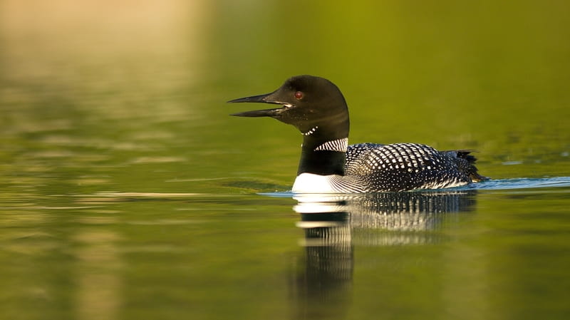 A single common loon in a lake