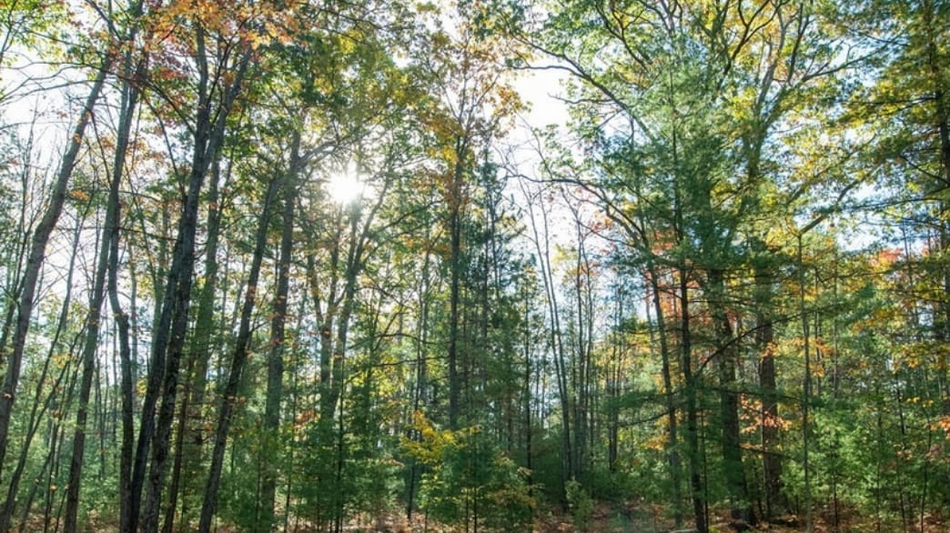 The sun shines through a forest of trees with fall colors on them