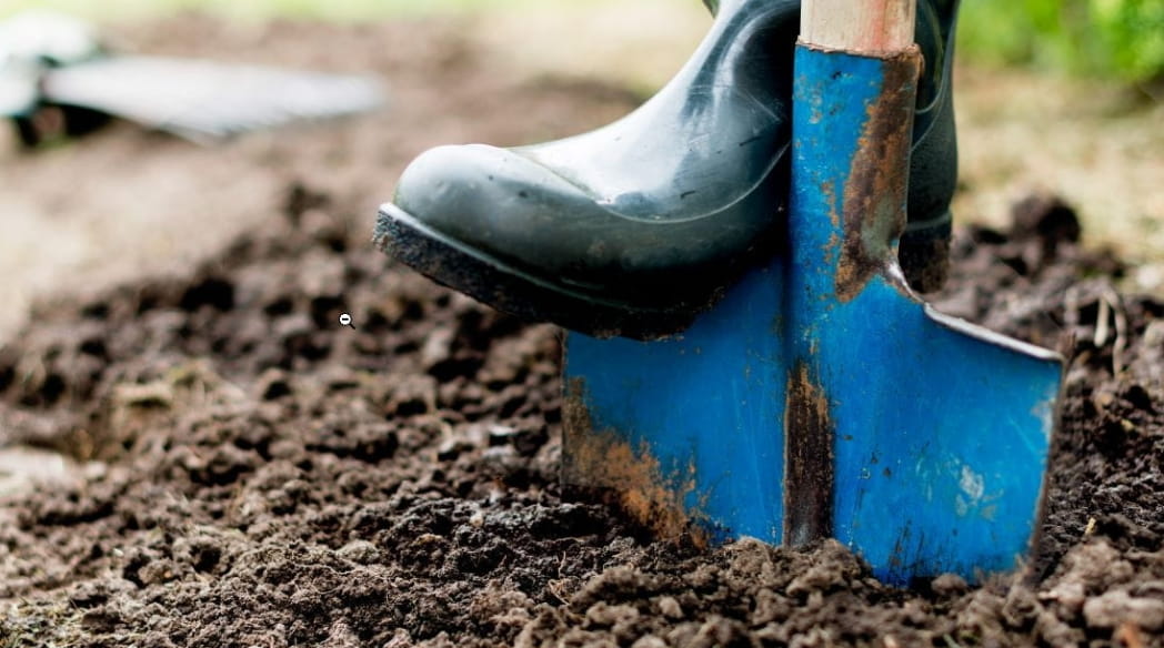 A boot on a blue spade shovel going into the dirt