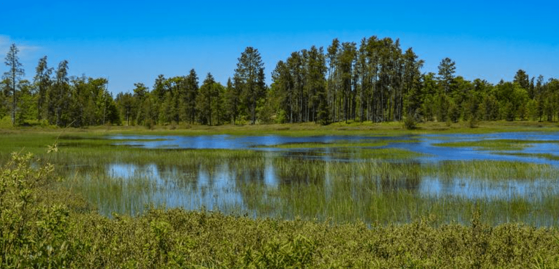 A wetlands scene with blue sky above