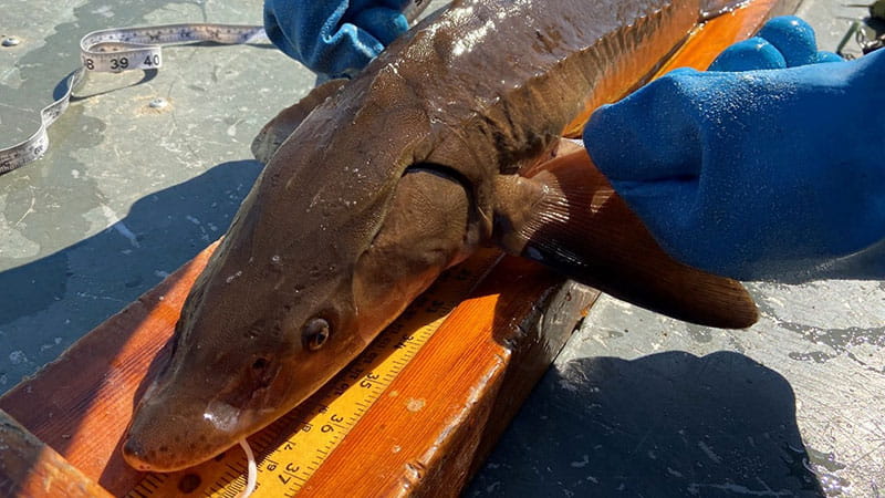 A sturgeon being examined with gloved hands