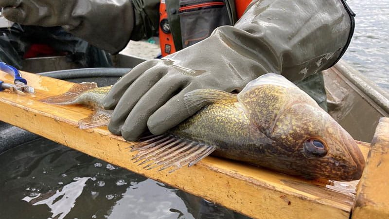 A research biologist studies a walleye