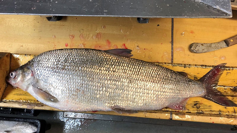 A whitefish lays on a wood exam table