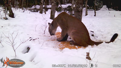 Trail cam image of a cougar taken on 11/20/2019
