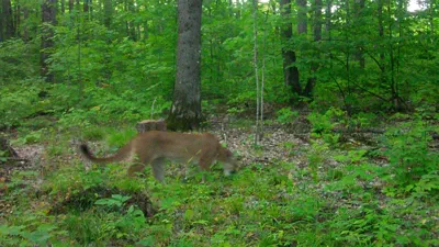 Trailcam image of a cougar from September 3, 2019