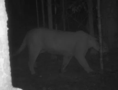 Trail camera photo of a cougar captured on June 6, 2020