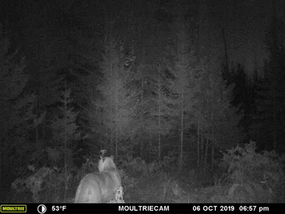 Trail cam image of a cougar