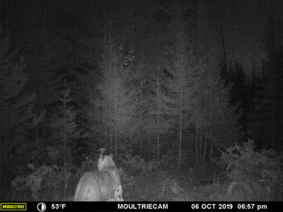 Trail cam image of a cougar