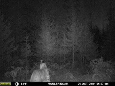 Cougar on trail cam photo