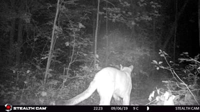 Trail cam image of a cougar from 9/6/2019