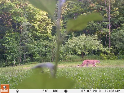Trail cam image of a cougar. 