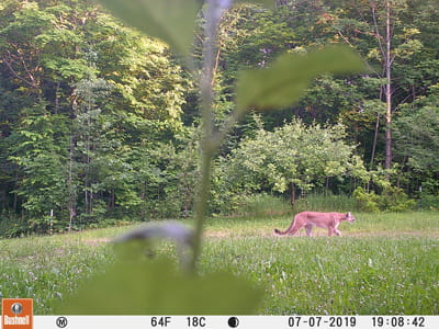 Trail cam image of a cougar. 