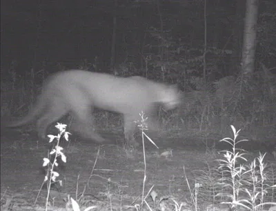 Trail camera photo of a cougar captured on July 12, 2020