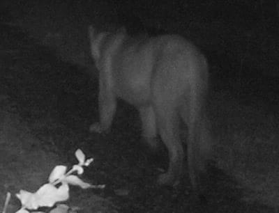 Cougar On Trail Cam dated July 13, 2020