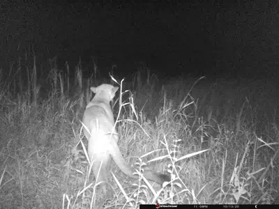 Cougar captured on a trail cam on October 13, 2020 in Mackinac County. 